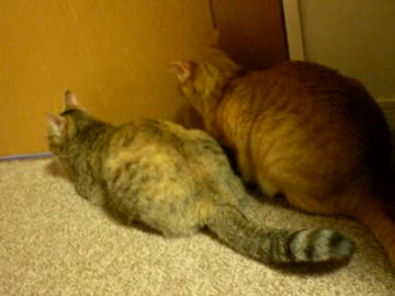 拾いねこ＠生後631/598日　ふたり並んでる後姿和むー