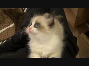 ラグドールのレオ　Vol.16　ゴミ屑をくわえて運ぶ子猫