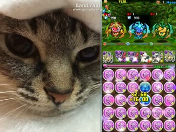 パズドラ 金曜ダンジョン 天獄塔 光リリスパ 改訂版 のコンテンツツリー ニコニ コモンズ