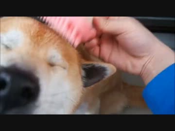 抜け毛を着た柴犬 The Dog Wears Pelage.