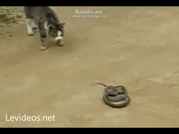 蛇は猫を殺す
