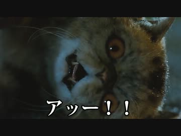 人気の キャッツ ドッグス 動画 14本 ニコニコ動画