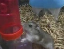 うちのハムスターがトンネルを通るようです