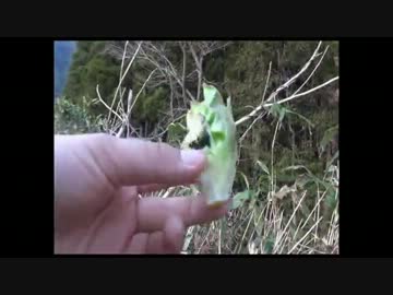 キツネの野宿　天間林　予告編