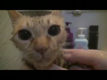 つなちゃん入浴