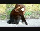 夕暮れの猫は下の毛が美しい