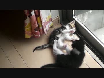 子猫が遊んでいたら、外から意外な参加希望者が現れる