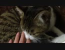 なめなめしていいのよ？【うちのぬこ様①】