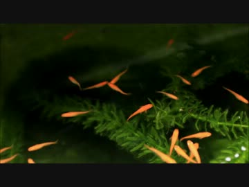 めだかの春2014