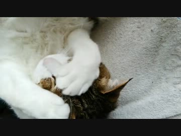 指を乗せられるのが嫌いなネコ