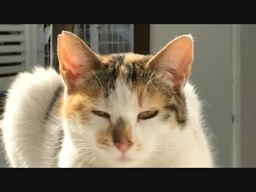 ある野良猫の恋の一部始終