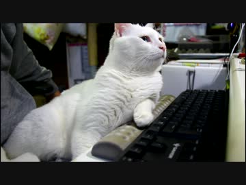 デイトレーダー 猫