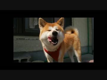 【秋田犬】普通に遊ぶだけのかのこ