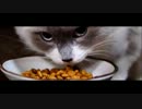 きみは猫のごはんをひたすら凝視できるか!!