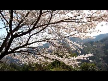 今年も桜が咲きました