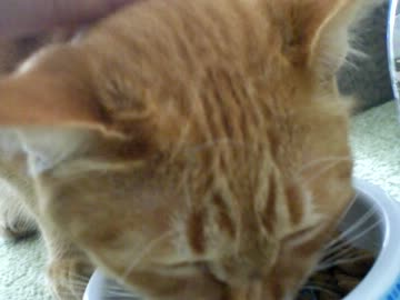 拾いねこ＠生後635/602日part1　満足げにご飯食べるアコさん