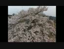 sakura (空撮)