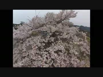 sakura (空撮)