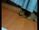 子猫が２匹