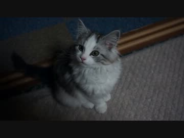 【リア獣】 にゃーの意味　【猫万歳】