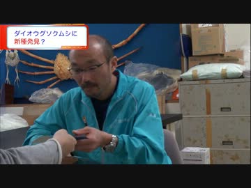 ダイオウグソクムシの新種を発見か？