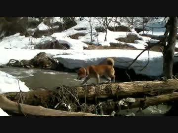 柴犬ジロー　2014年　春