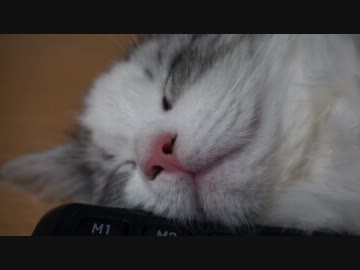 【リア獣】 寝顔　【猫万歳】