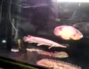 大型熱帯魚の引っ越し先の180×60×60【OF水槽】