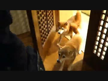 柴犬たちと猫に歓迎される