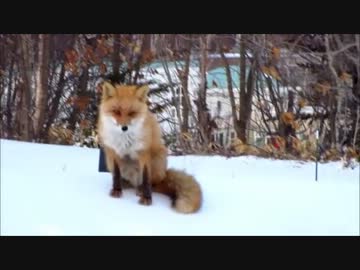 ロドリゲスVSキツネ