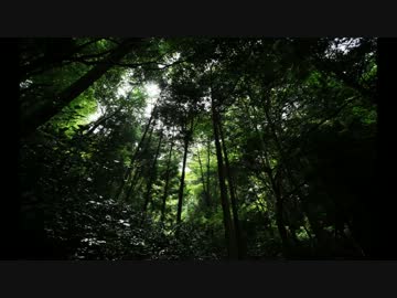 【東方風】森緑の魔方陣