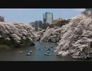 千鳥ヶ淵 桜