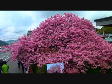 【ninja650】河津桜ツーリング