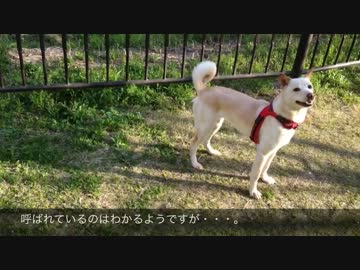 【4月1日】飼い主が襲われたとき、犬は助けてくれるのか【検証】
