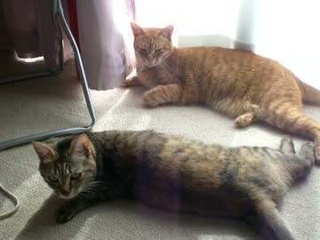 拾いねこ＠生後637/604日　連日の日向ぼっこ