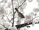 桜・蜜吸うヒヨドリ