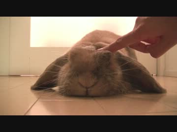 いくらでも撫でられるウサギ