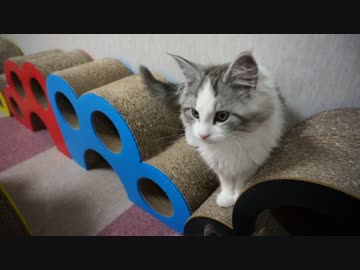 【リア獣】 一緒に遊ぶ　【猫万歳】