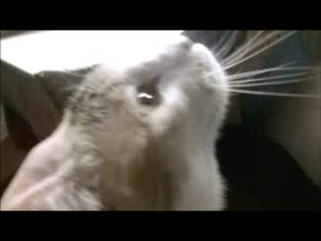 ちゃとらとはちわれ　2014　三毛かあさんとあかちゃん