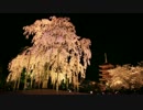 春の京都・東寺ライトアップ(2014/4/3)