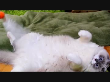 もふもふなやつがころんころんするだけの動画