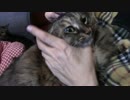 金剛【蒼民家の猫々】