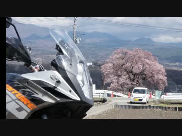 |Д゜)っ　山梨の桜巡り