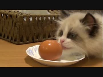 ラグドールのレオ　Vol.17 ニュースのオープニングに動揺する子猫