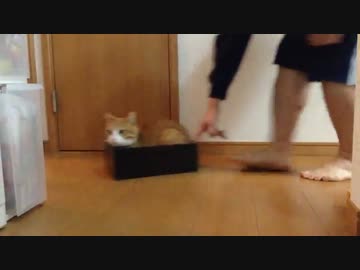 ハコノリ猫