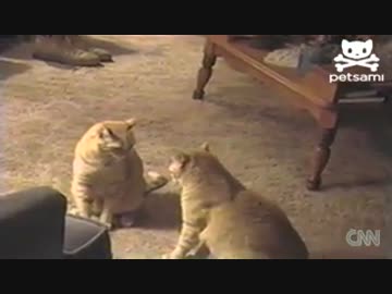 ２匹のネコの動きがものすごいシンクロ率