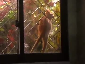 窓に猫が挟まってたので助けてあげた