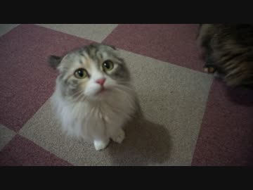 【リア獣】 マイペースでいこう　【猫万歳】