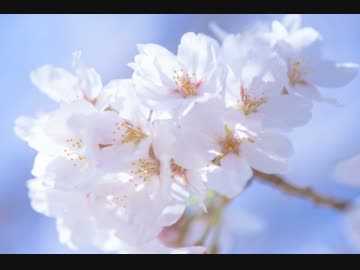 塾講師が本気出してつくった卒業ソングを１７人に歌ってもらった