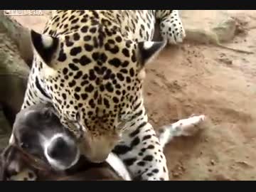 ペロペロジャガーさん　【グロなし】